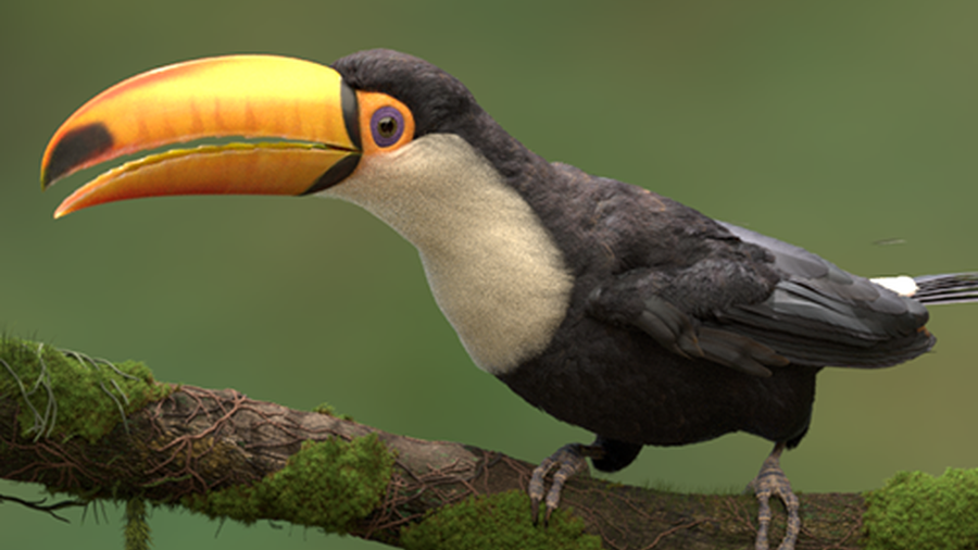 图片[5]-巨嘴鸟 |完整场景-houdiniUE